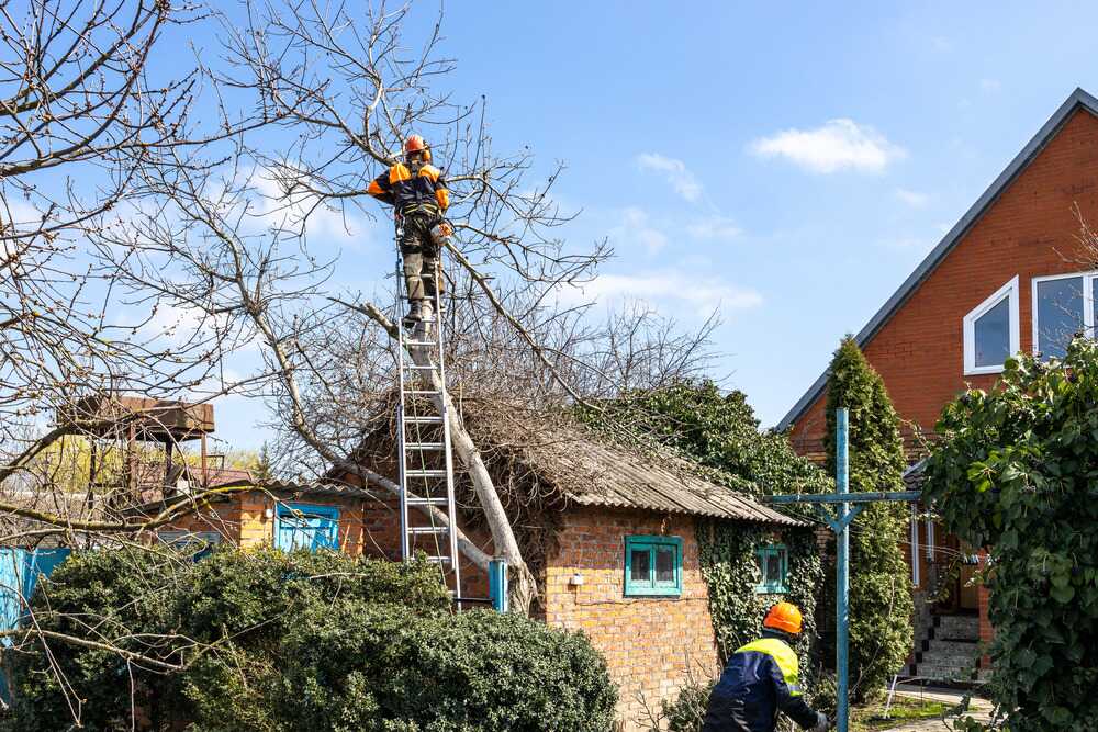 arborists-dismantling-walnut-tree-in-country-yard-2024-10-12-09-31-06-utc