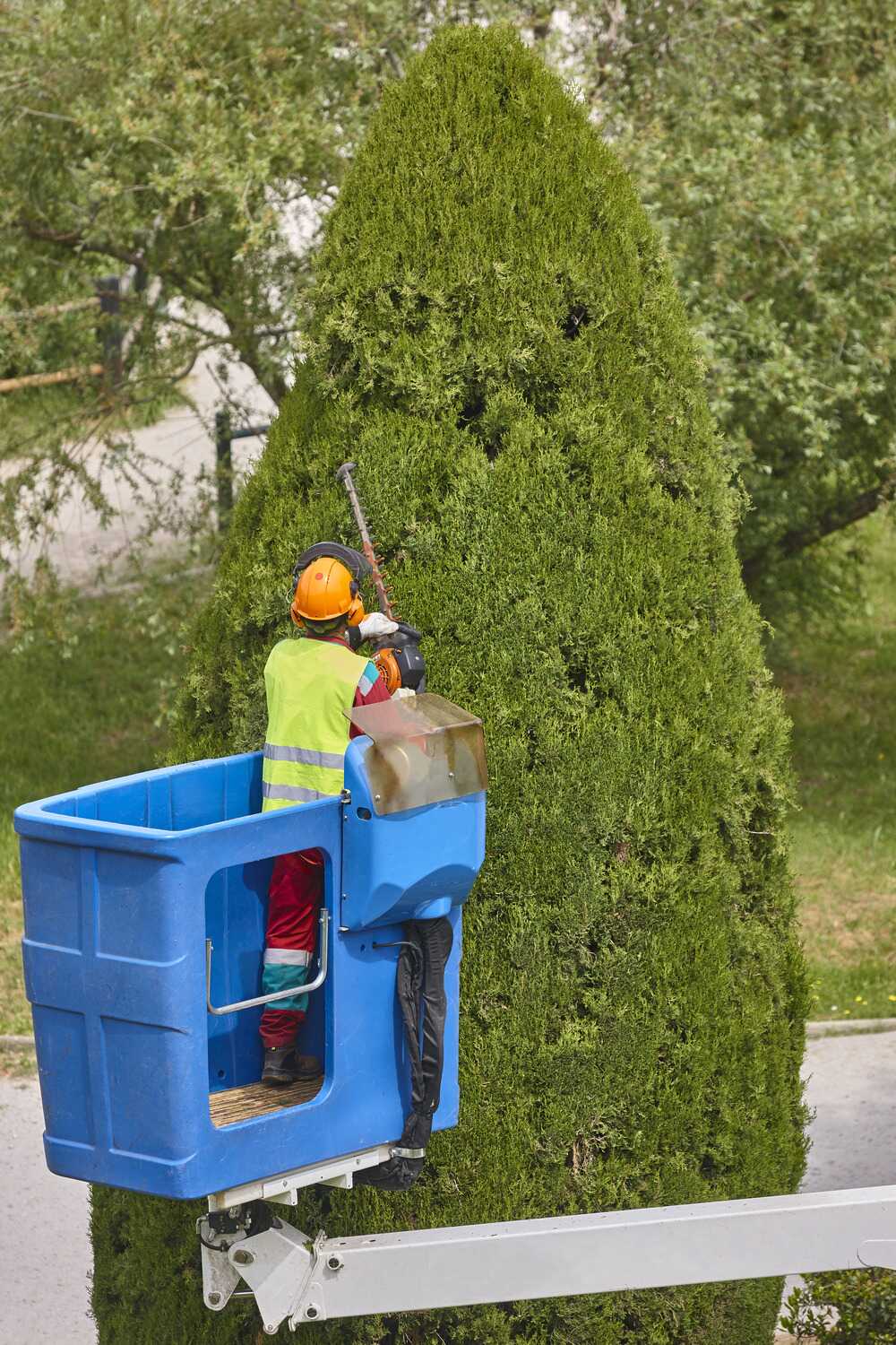 gardener-pruning-a-cypress-on-a-crane-seasonal-ma-2023-11-27-05-13-32-utc