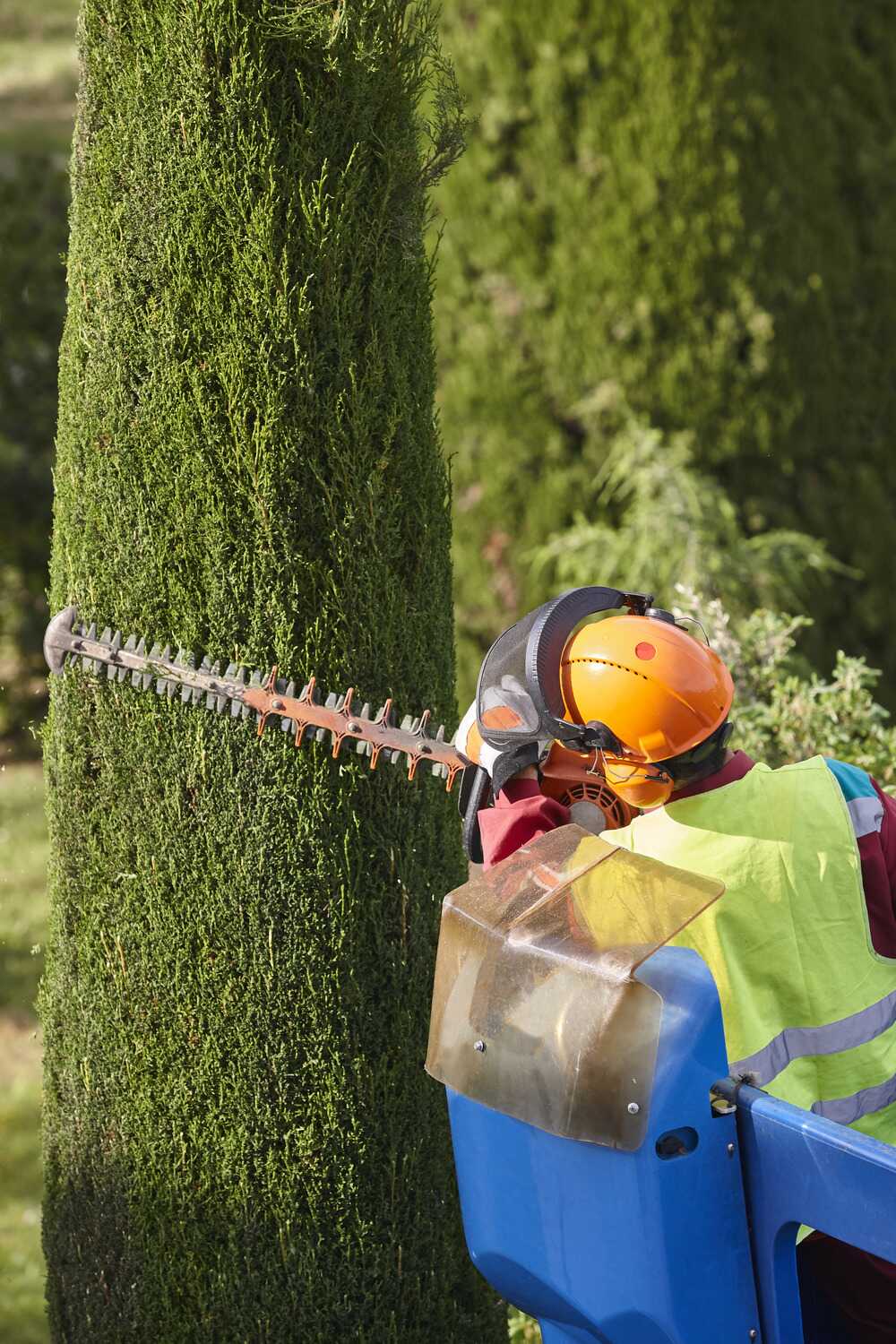 gardener-pruning-a-cypress-tree-with-a-chainsaw-an-2023-11-27-05-37-25-utc gardener-pruning-a-cypress-tree-with-a-chainsaw-an-2023-11-27-05-37-25-utc