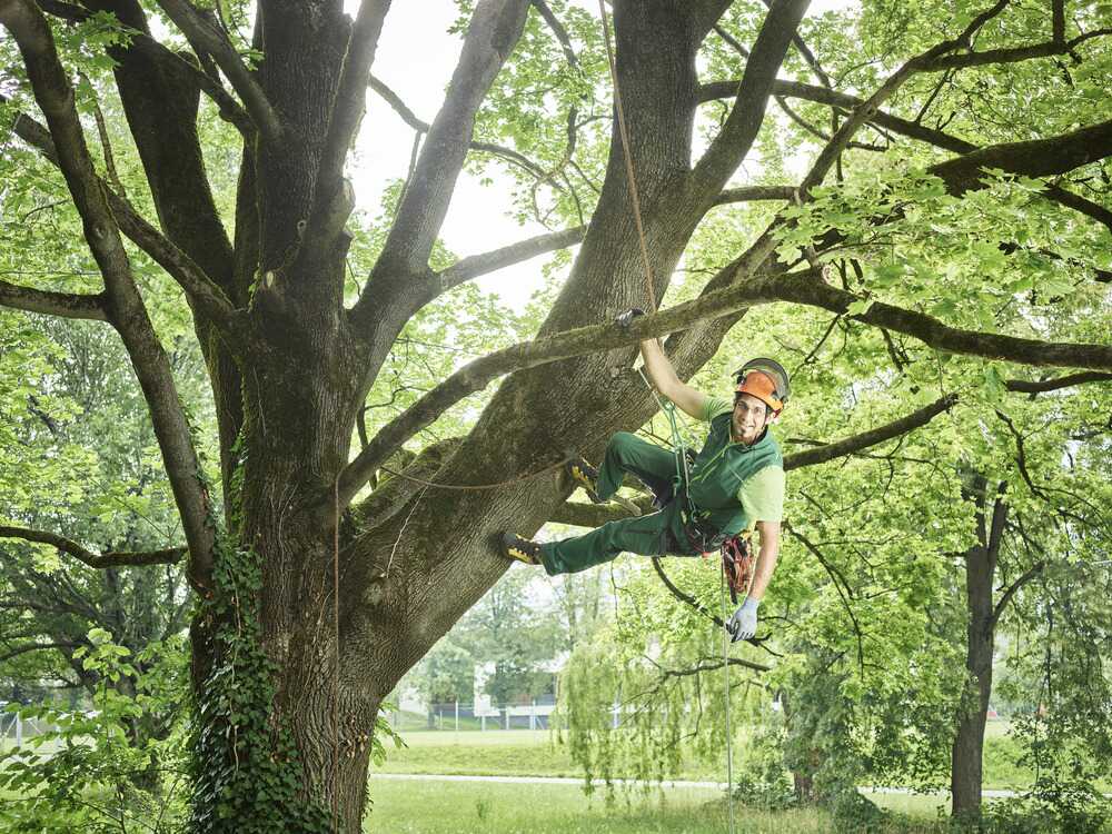 tree-cutter-hanging-on-rope-in-tree-2024-09-16-01-21-03-utc