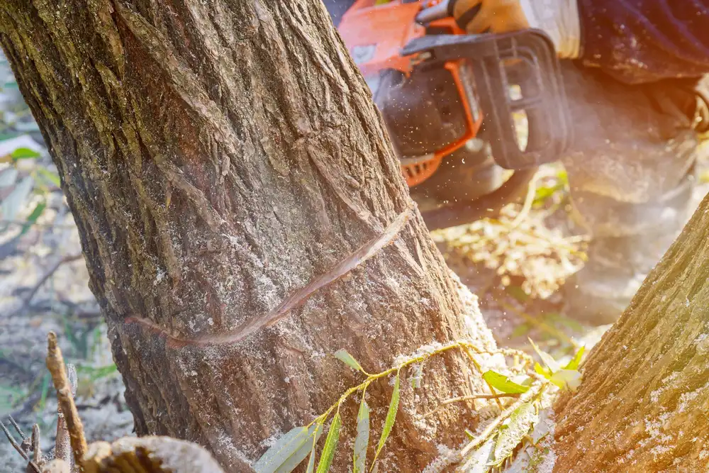 tree-felling-with-a-large-chainsaw-cutting-into-tr-2023-11-27-05-18-51-utc